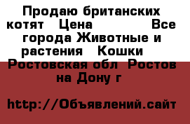 Продаю британских котят › Цена ­ 30 000 - Все города Животные и растения » Кошки   . Ростовская обл.,Ростов-на-Дону г.